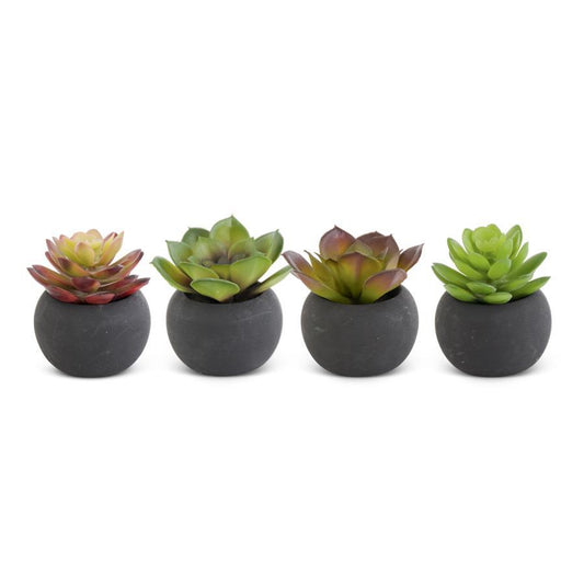 SUCCULENT IN BLACK POT 3 IN