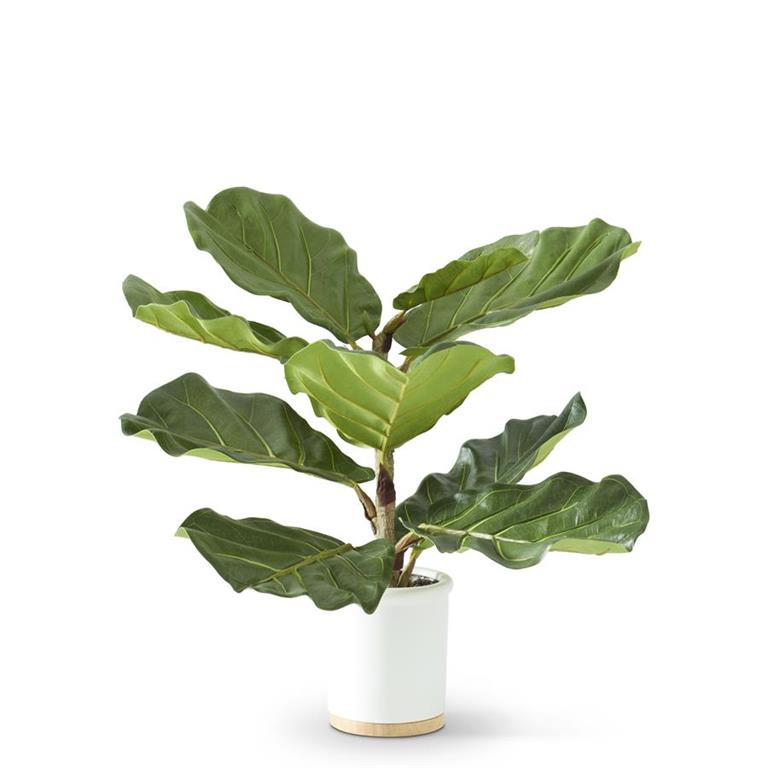 FIDDLE FIG TREE