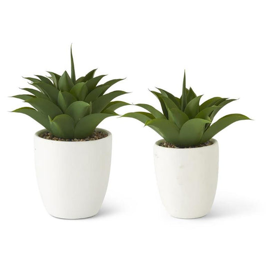 AGAVE IN WHITE CEMENT POTS