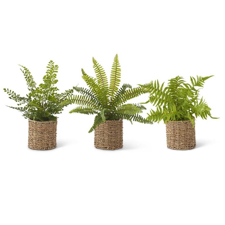 FERNS IN ROUND WOVEN BASKET
