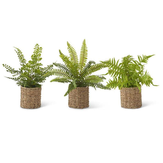 FERNS IN ROUND WOVEN BASKET