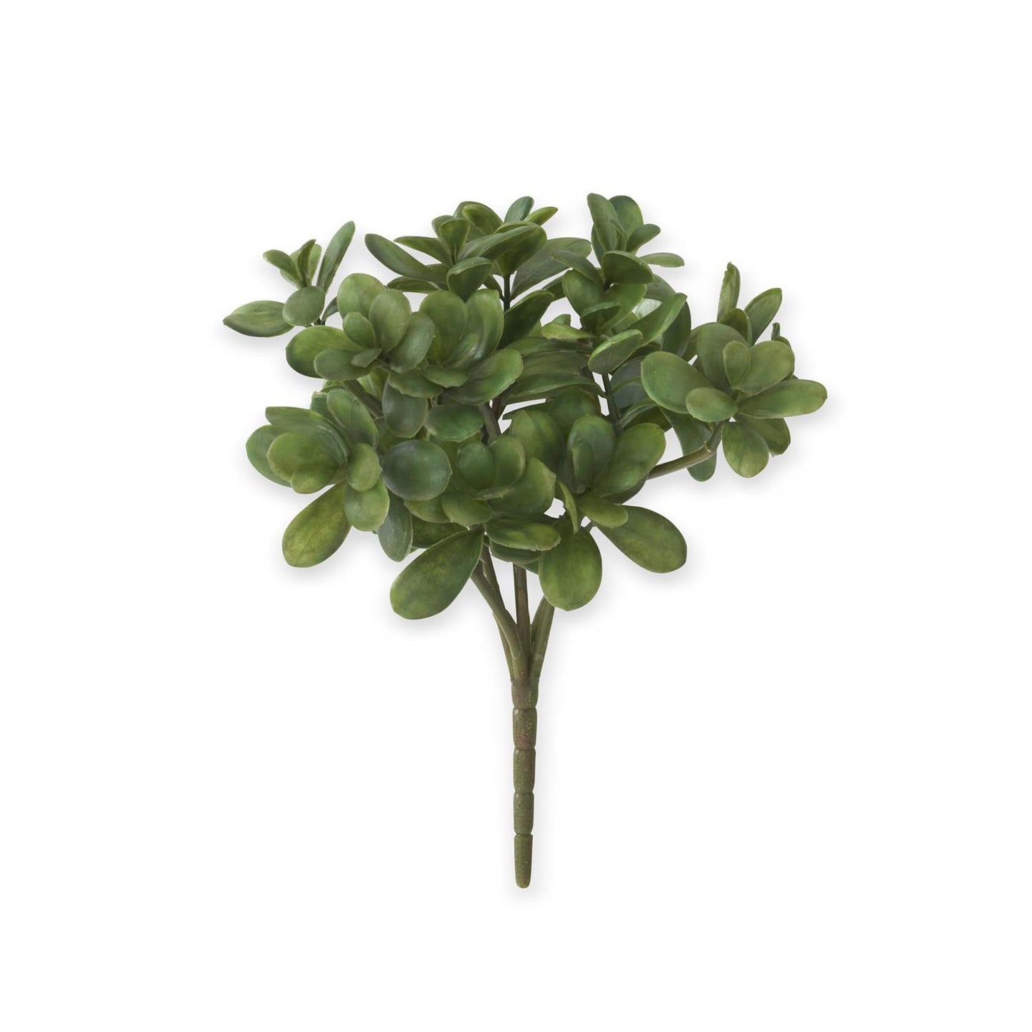 JADE PICK SUCCULENT