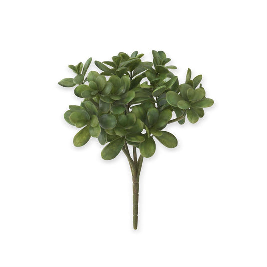 JADE PICK SUCCULENT