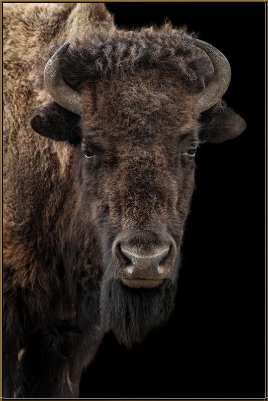 BUFFALO ON BLACK III- Satin Gold Frame
