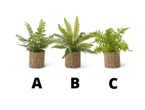 FERNS IN ROUND WOVEN BASKET
