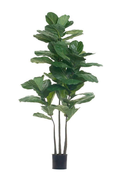 6.5’ FIDDLE LEAF FIG TREE