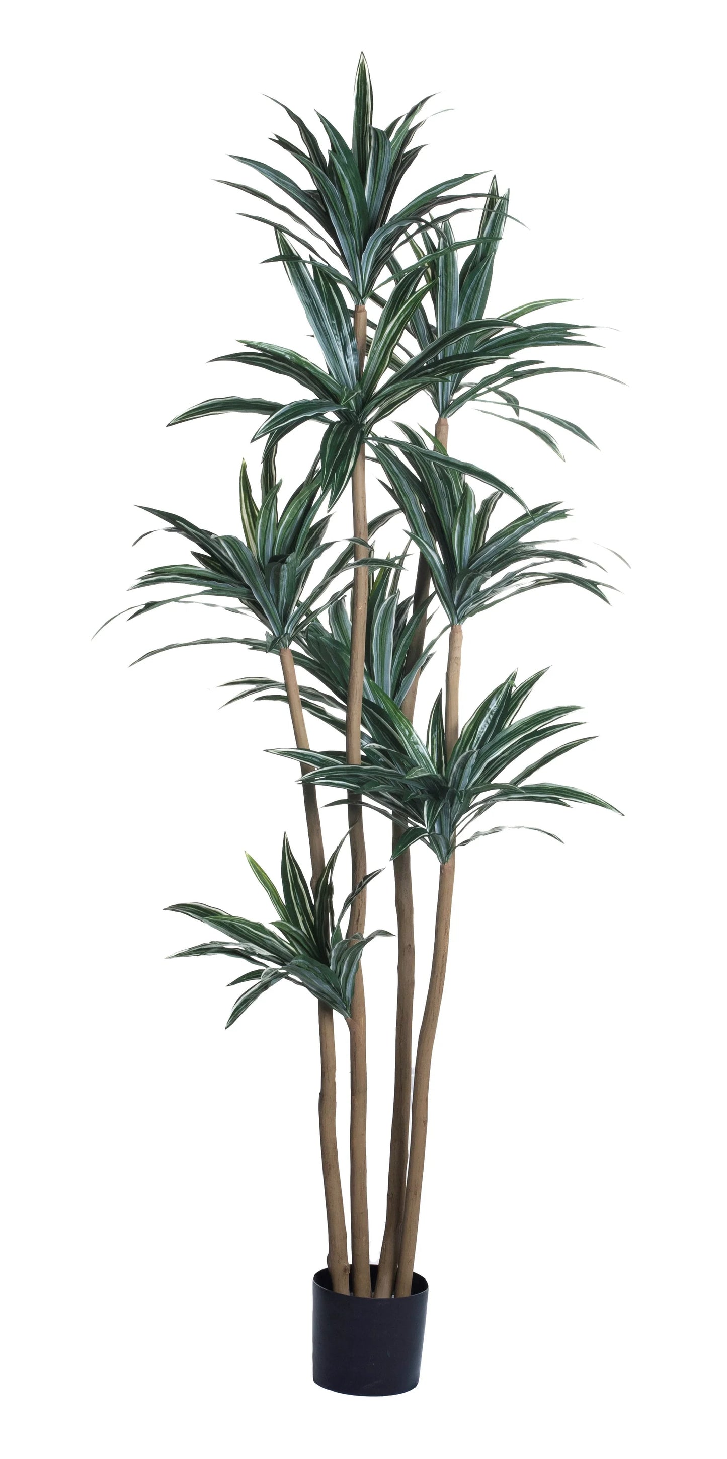 8' DRACAENA TREE