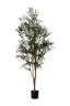 7' OLIVE TREE