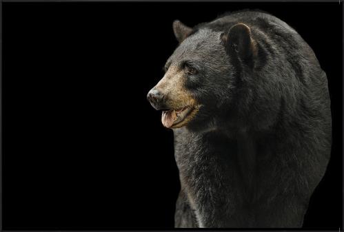 BLACK BEAR I