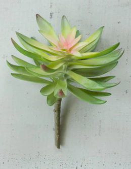 FLOWER SUCCULENT