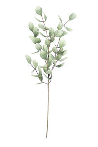 BOTANICA STEM