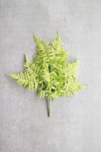 FERN BUNDLE