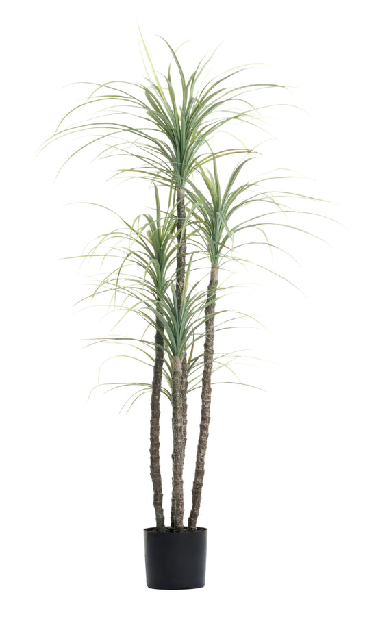 5.5' UV TREATED YUCCA TREE