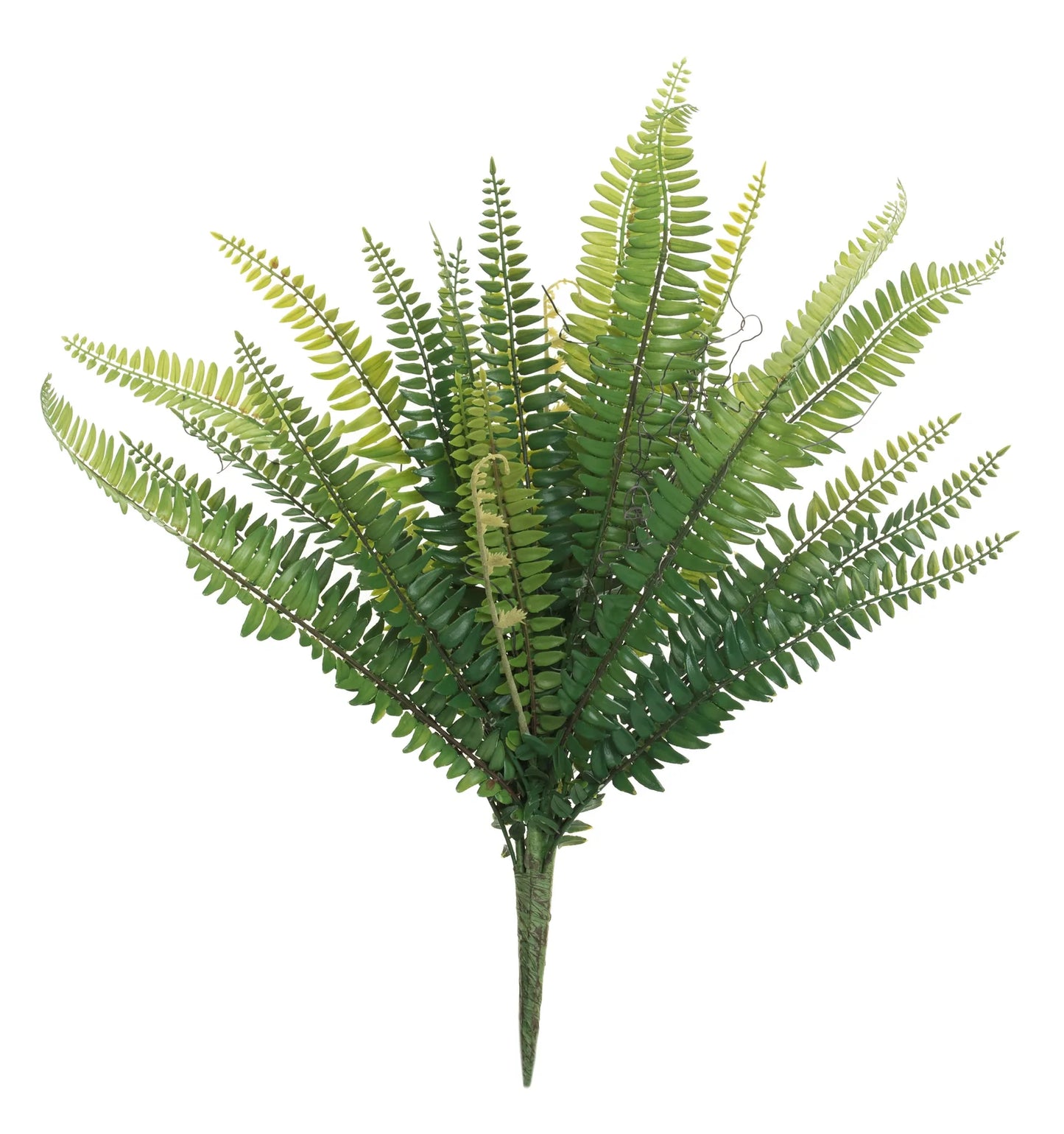 21" BOSTON FERN