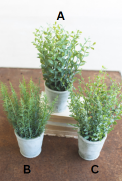 HERBS IN CEMENT POT