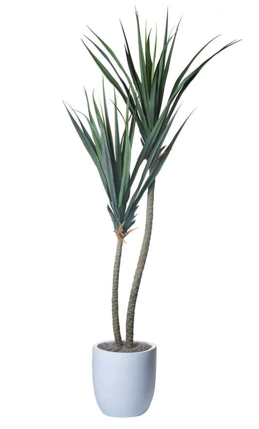 POTTED 9' PANDANUS TREE