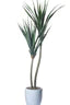 9' PANDANUS TREE