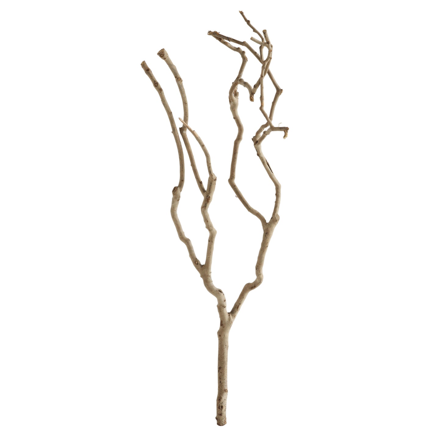 NATURAL TEA TREE BRANCH
