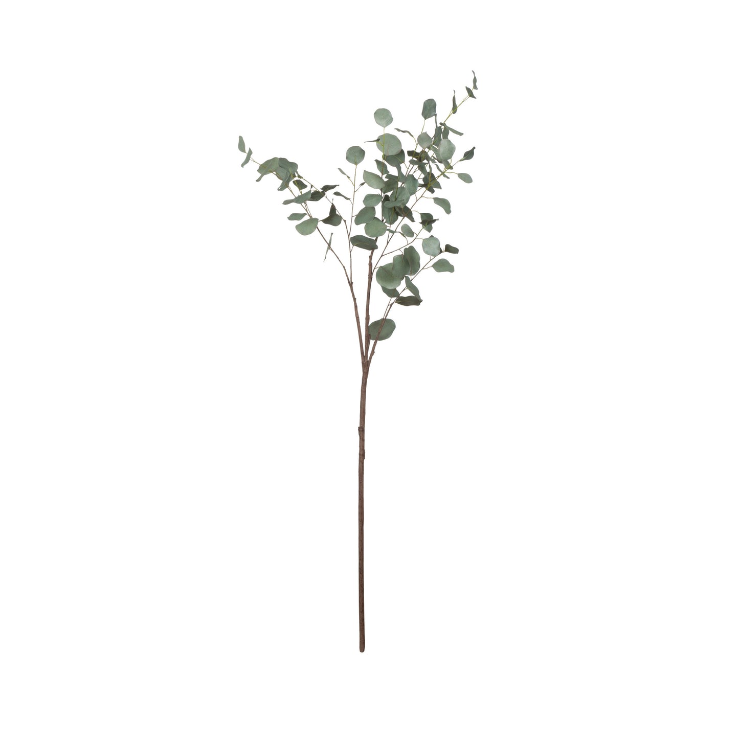 EUCALYPTUS BRANCH