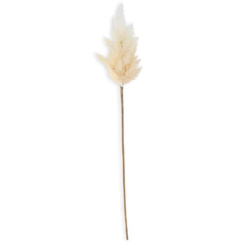 Pampas Grass