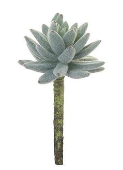 Succulents