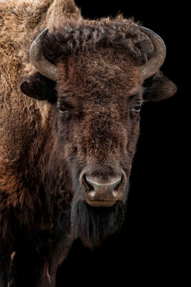 BUFFALO ON BLACK ART