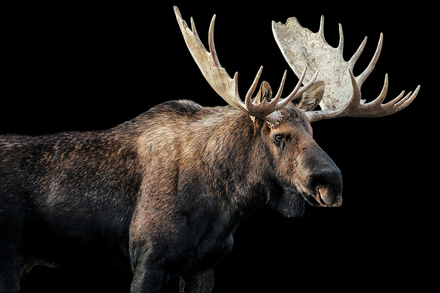 BULL MOOSE ART