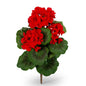 15" RED GERANIUM BUSH