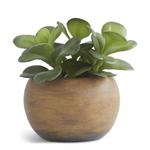 SUCCULENT IN ROUND BROWN POT