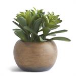 SUCCULENT IN ROUND BROWN POT