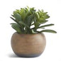 SUCCULENT IN ROUND BROWN POT