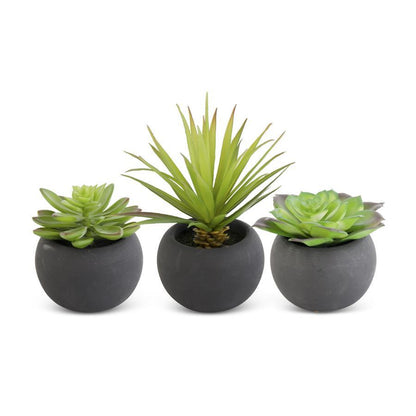 SUCCULENT IN BLACK POT 5.5 IN