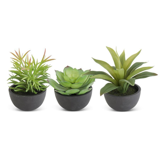 SUCCULENT IN BLACK POT 4.25 IN