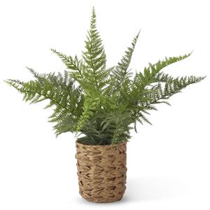 FERNS IN WOVEN POTS W/FAUX ROCKS