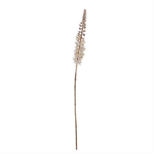 CREAM FOX TAIL LILY STEM