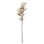 WHITE SPIKEY CACTUS DAHLIA STEM