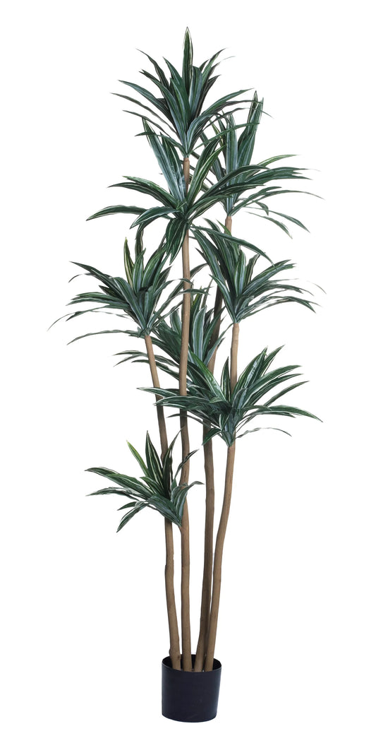 8' DRACAENA TREE