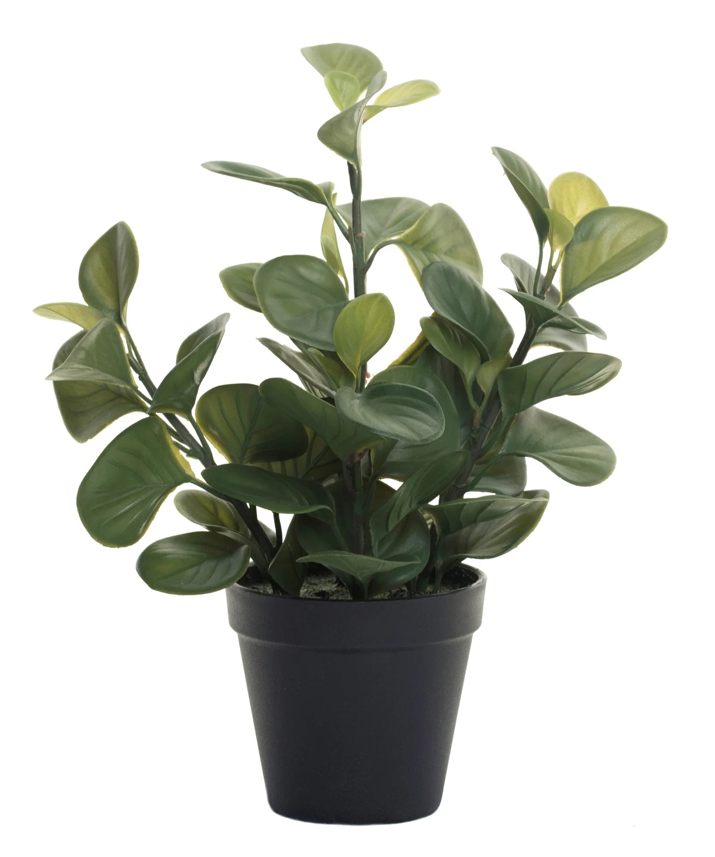 12" GREEN LILY LEAF PLANT