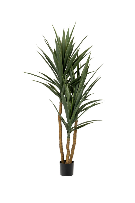 4' GREEN YUCCA TREE