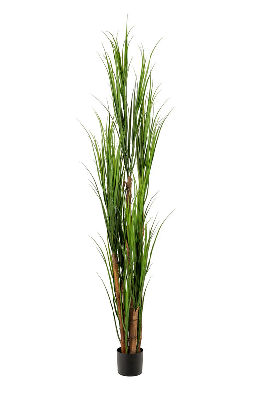 6' REED GRASS PLANT