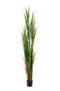 6' REED GRASS PLANT