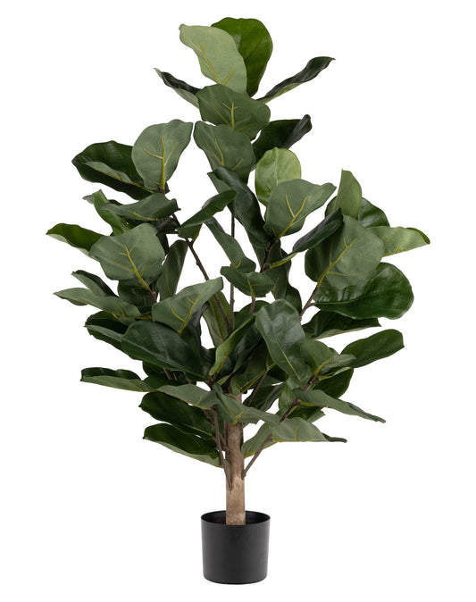 3' FIDDLE LEAF FIG