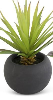 SUCCULENT IN BLACK POT 5.5 IN