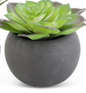 SUCCULENT IN BLACK POT 5.5 IN