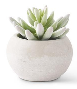 SOFT LOTUS SUCCULENTS IN GRAY POTS