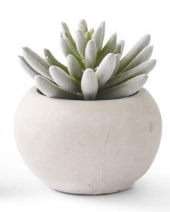 SOFT LOTUS SUCCULENTS IN GRAY POTS