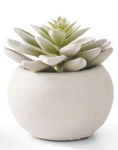 SOFT LOTUS SUCCULENTS IN GRAY POTS