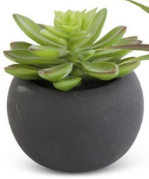 SUCCULENT IN BLACK POT 5.5 IN