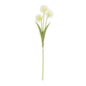 CREAM BALL FLOWER STEM