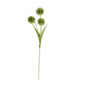 GREEN BALL FLOWER STEM